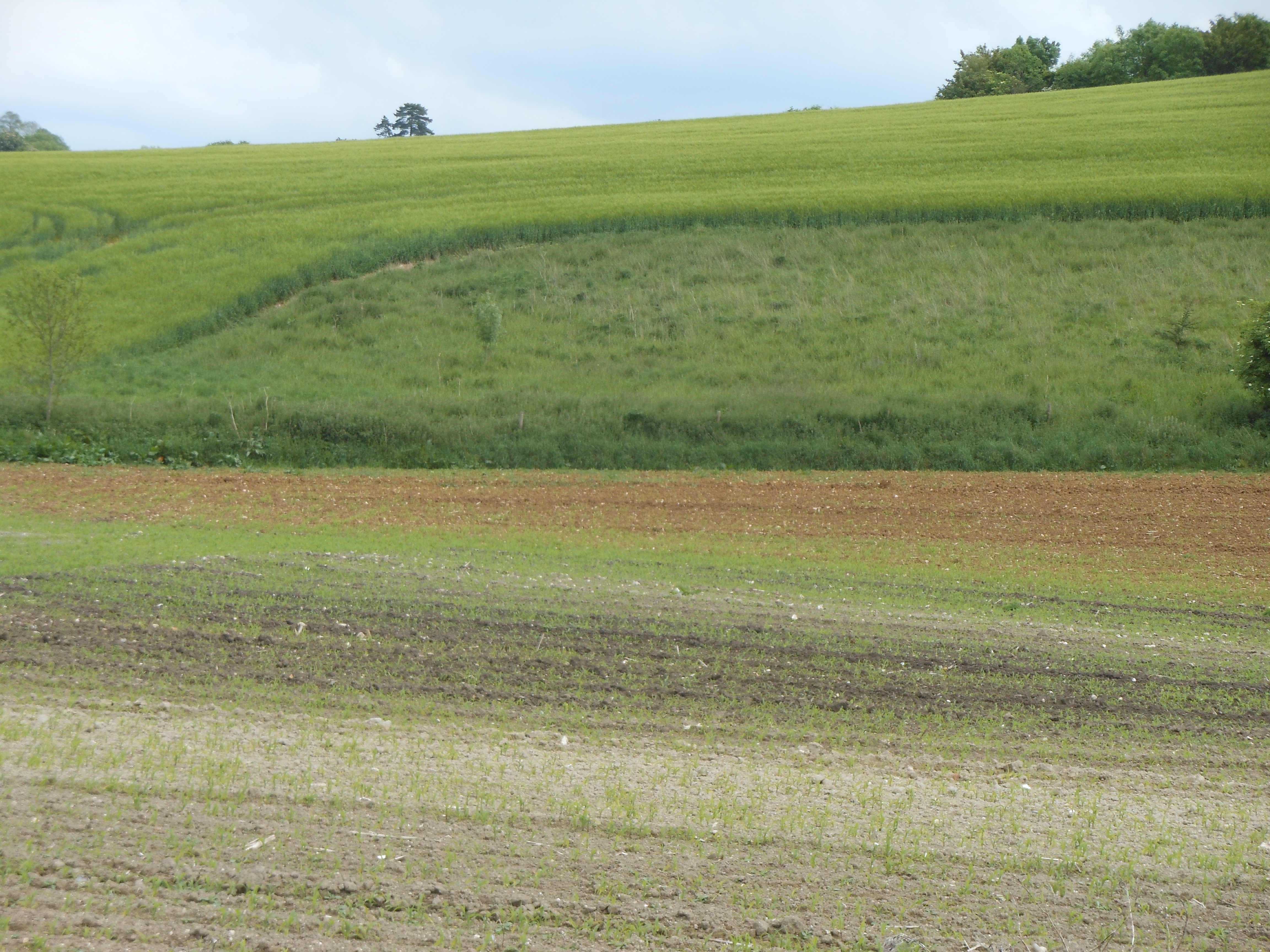 August Craft Sunflower